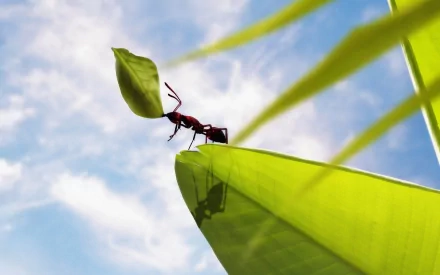 An ant carrying a leaf on a bright green plant with its shadow cast below, set against a blue sky with scattered clouds, captured in HD for desktop wallpaper use.