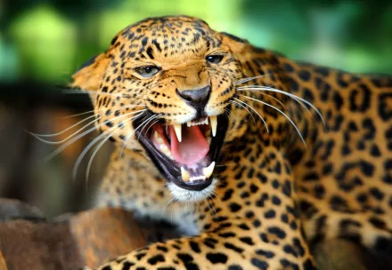 A high-definition desktop wallpaper featuring a jaguar with its mouth open, showcasing its sharp teeth and vibrant spotted coat.