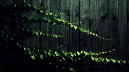 A lush vine with vibrant green leaves climbs against a rustic wooden fence, capturing the essence of nature in this HD desktop wallpaper.