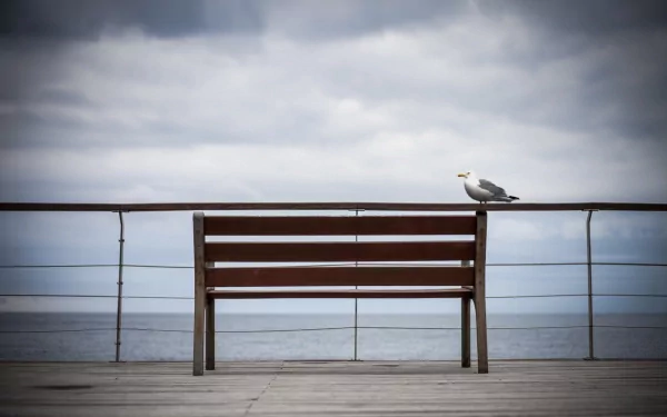 HD desktop wallpaper featuring a seagull perched on a wooden bench by the sea under a cloudy sky, capturing a calm coastal atmosphere.
