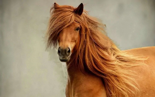 HD desktop wallpaper featuring a majestic horse with a flowing mane against a soft, neutral background.
