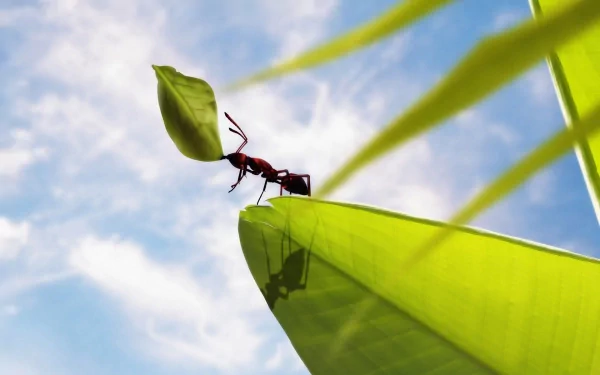 An ant carrying a leaf on a bright green plant with its shadow cast below, set against a blue sky with scattered clouds, captured in HD for desktop wallpaper use.