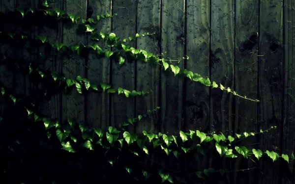A lush vine with vibrant green leaves climbs against a rustic wooden fence, capturing the essence of nature in this HD desktop wallpaper.