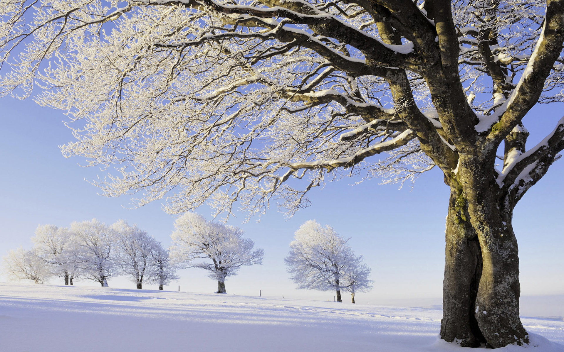 Winter HD Wallpaper | Background Image | 1920x1200