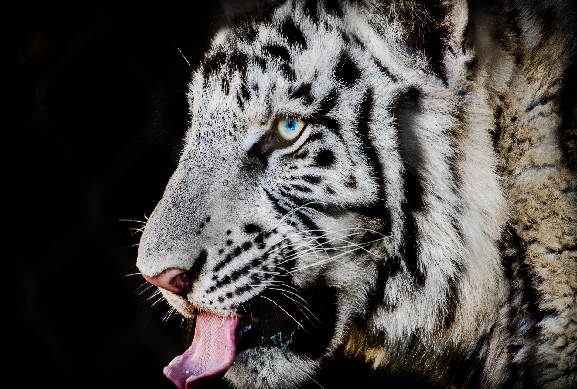 Download Animal White Tiger Wallpaper