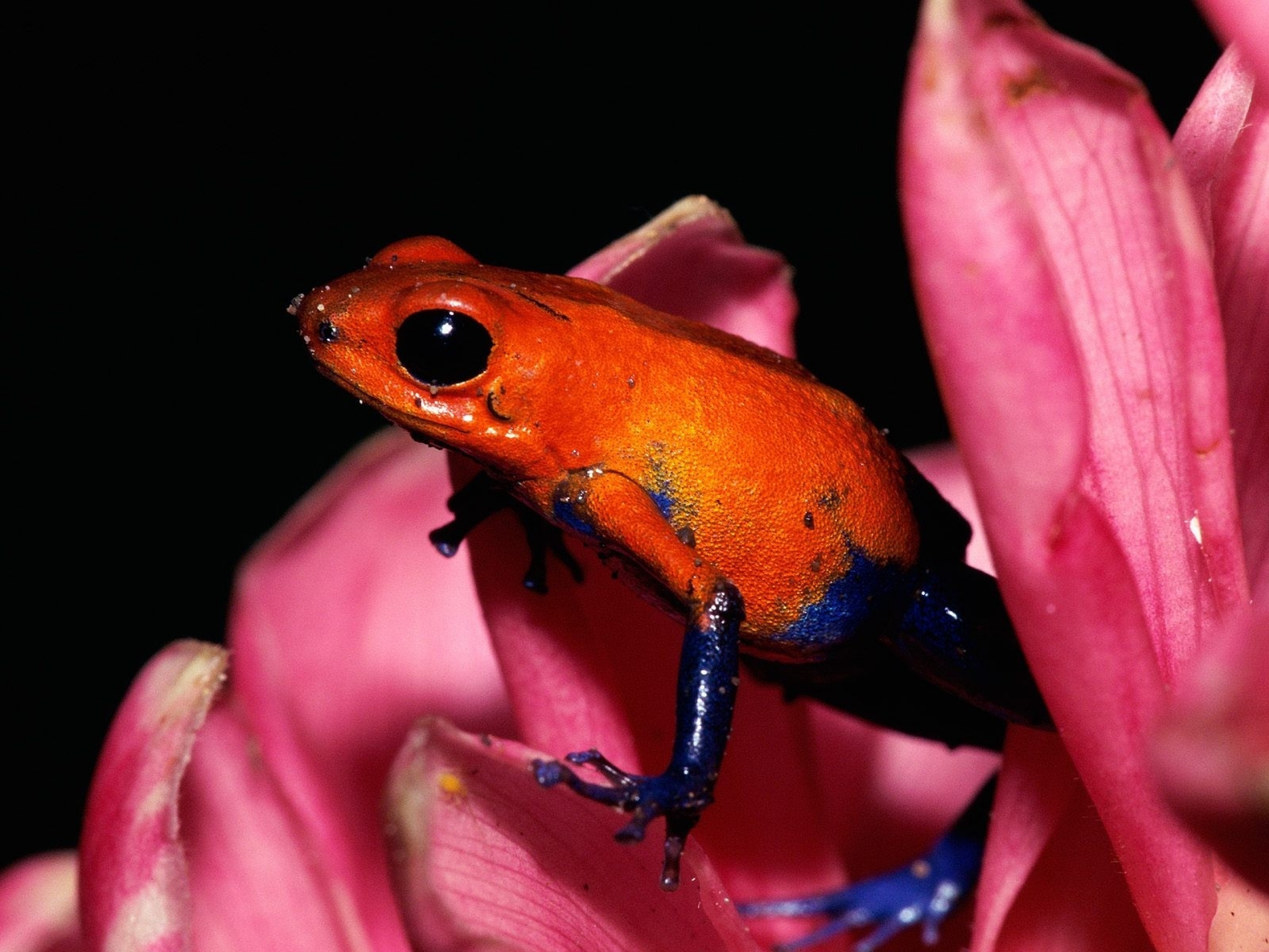 Strawberry poison-dart frog HD Wallpaper | Background Image | 2560x1920