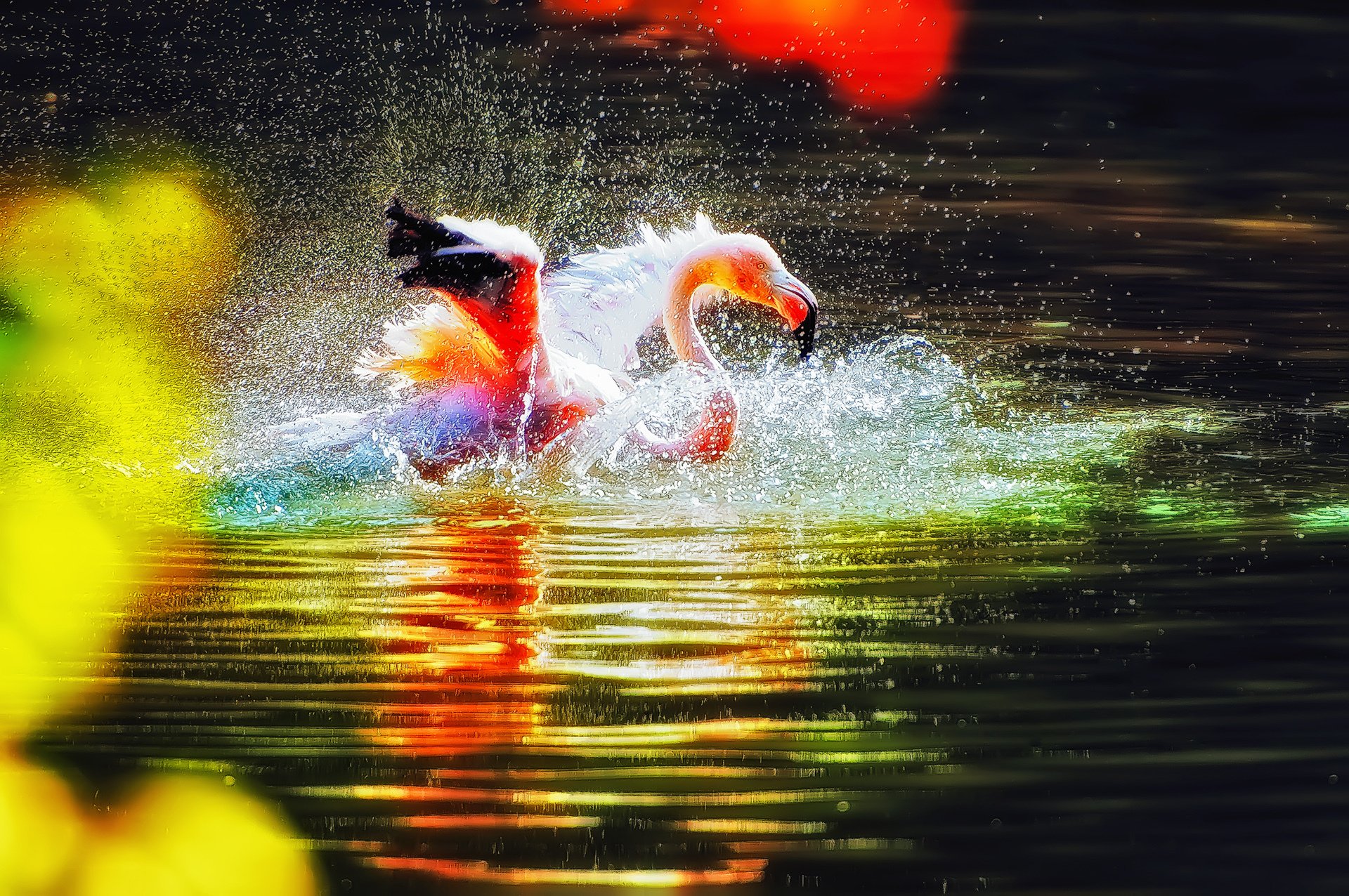 Flamingo splash in the lake HD Wallpaper Background