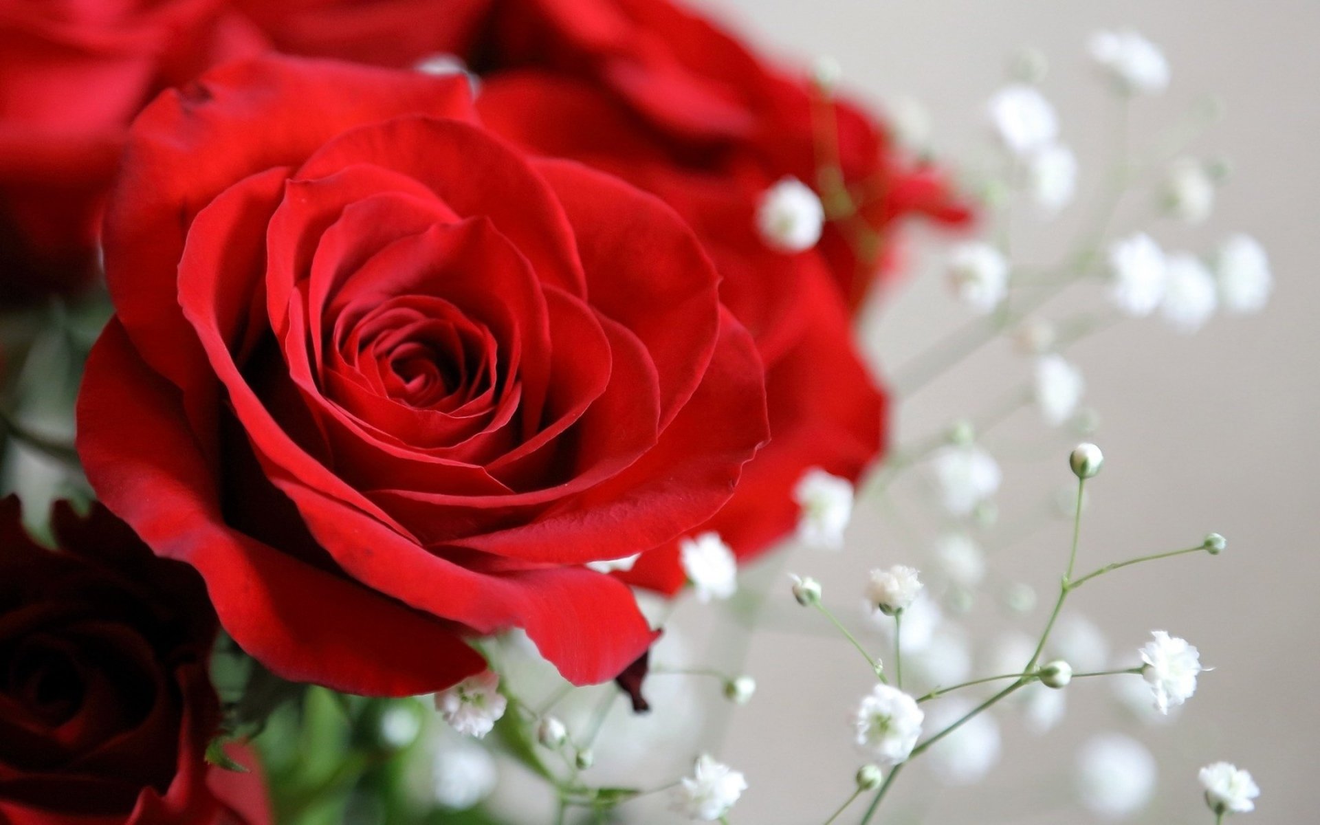 HD PC desktop wallpaper and background showing a close-up red rose with baby's breath against a soft nature backdrop.