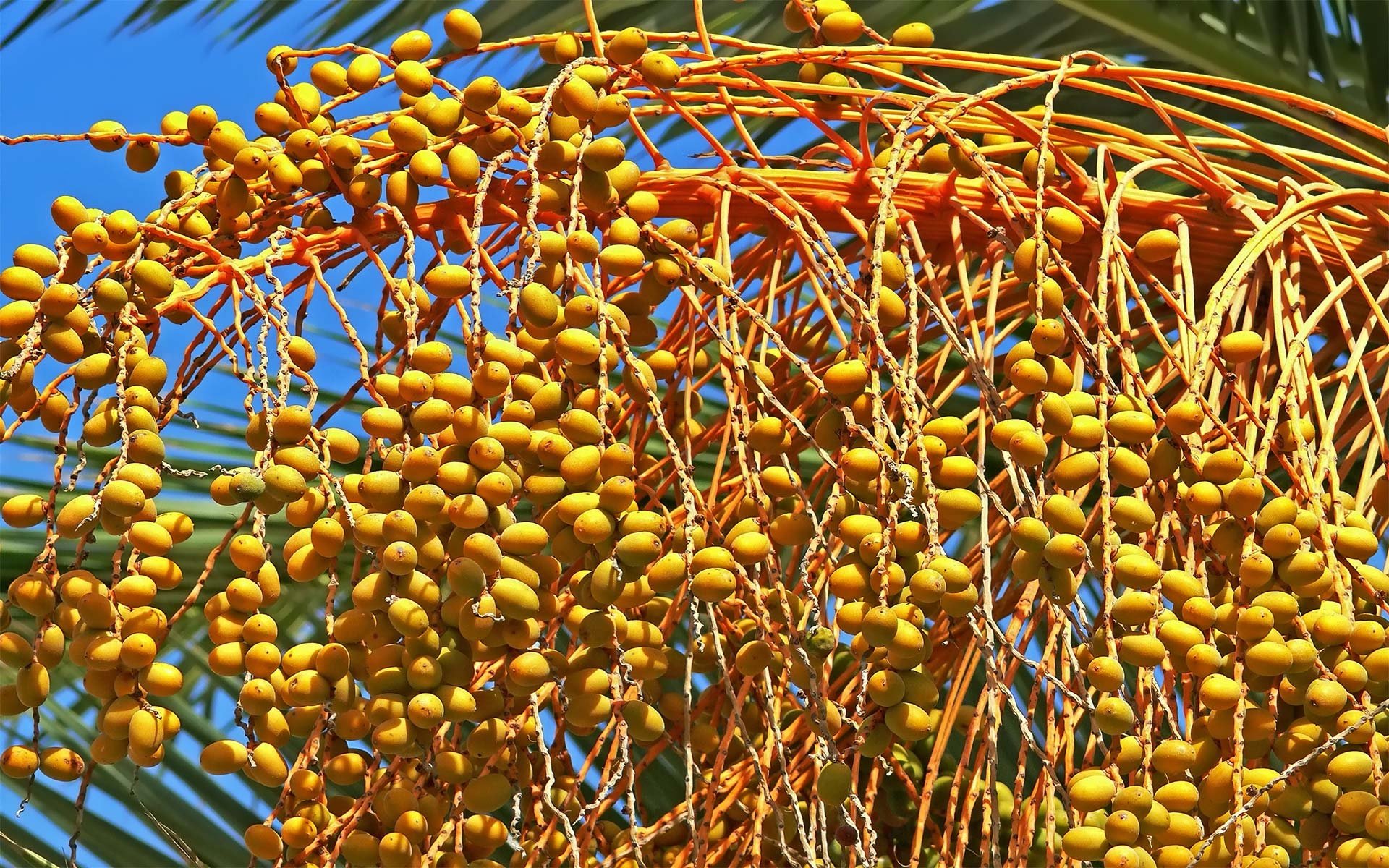 HD desktop wallpaper displaying vibrant clusters of yellow berries hanging from a plant against a clear blue sky, highlighting food and berry themes.