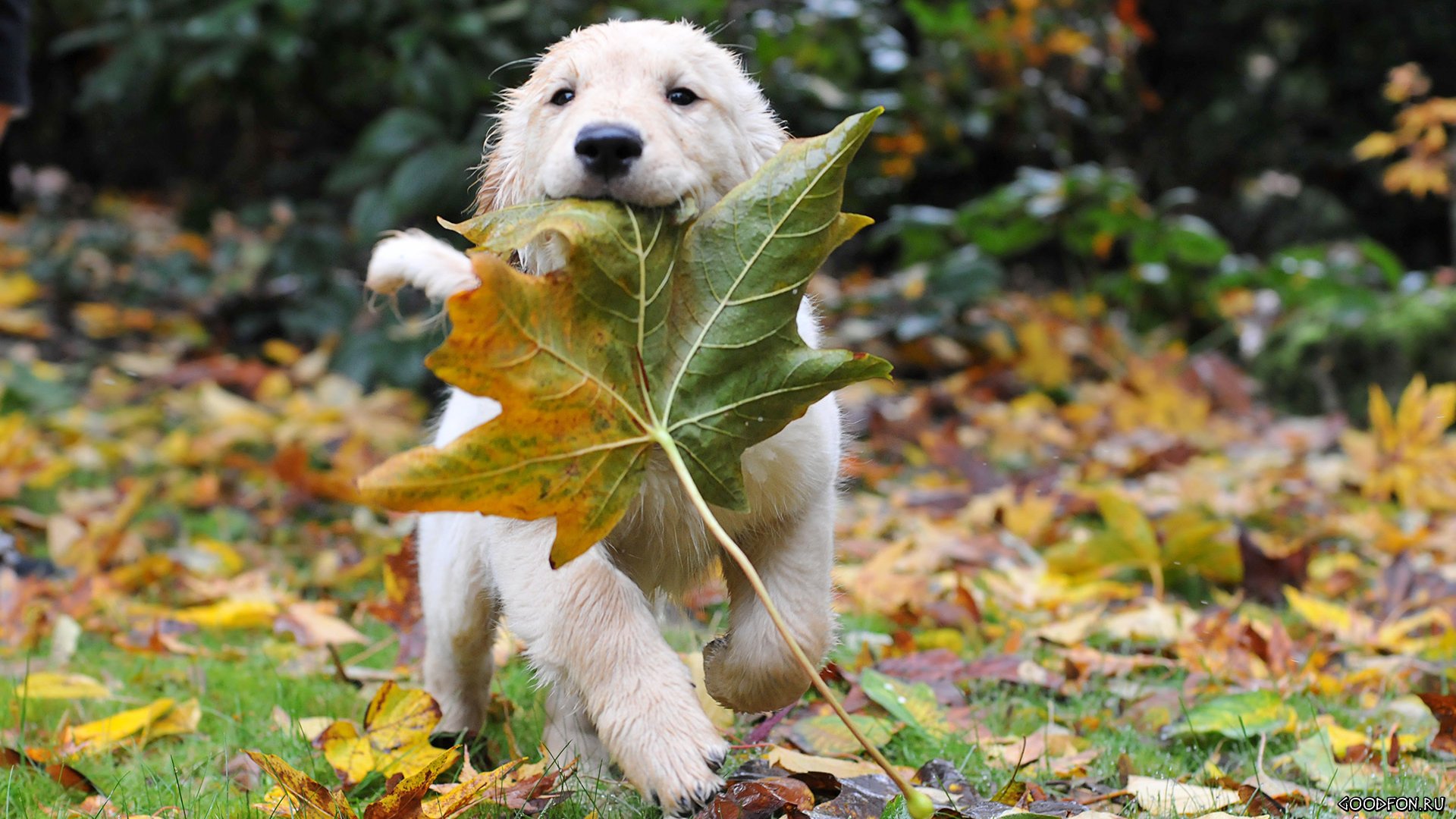 HD desktop wallpaper featuring a golden retriever puppy carrying a large autumn leaf in its mouth, surrounded by colorful fallen leaves on the grass.