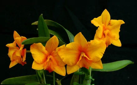 Vibrant orange orchid cluster with green leaves against a black backdrop, 2K Quad HD PC desktop wallpaper and background.