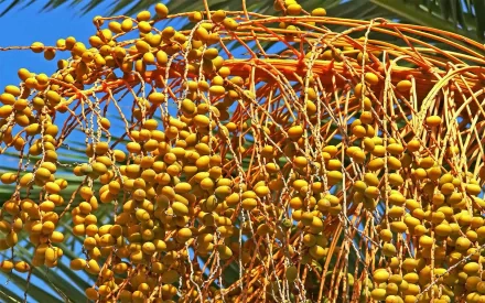 HD desktop wallpaper displaying vibrant clusters of yellow berries hanging from a plant against a clear blue sky, highlighting food and berry themes.