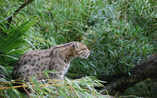 HD PC desktop wallpaper featuring a fishing cat poised among lush green foliage, showcasing its distinctive spotted coat in a natural habitat.