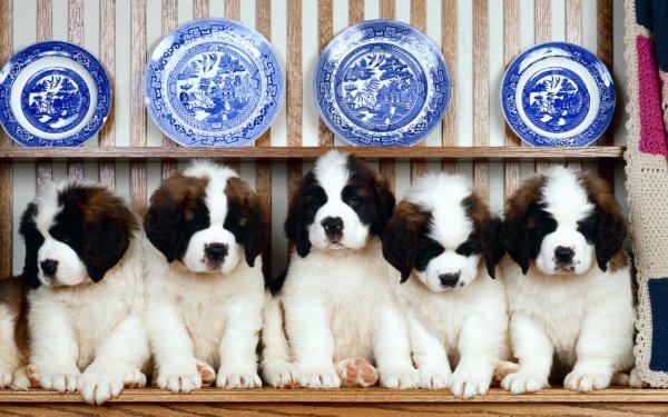 Animal St. Bernard Dogs Dog Puppy Cute HD Wallpaper | Background Image