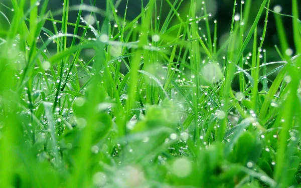 HD desktop wallpaper: close-up of green grass blades with dewdrops glistening, shallow depth of field, fresh nature background.