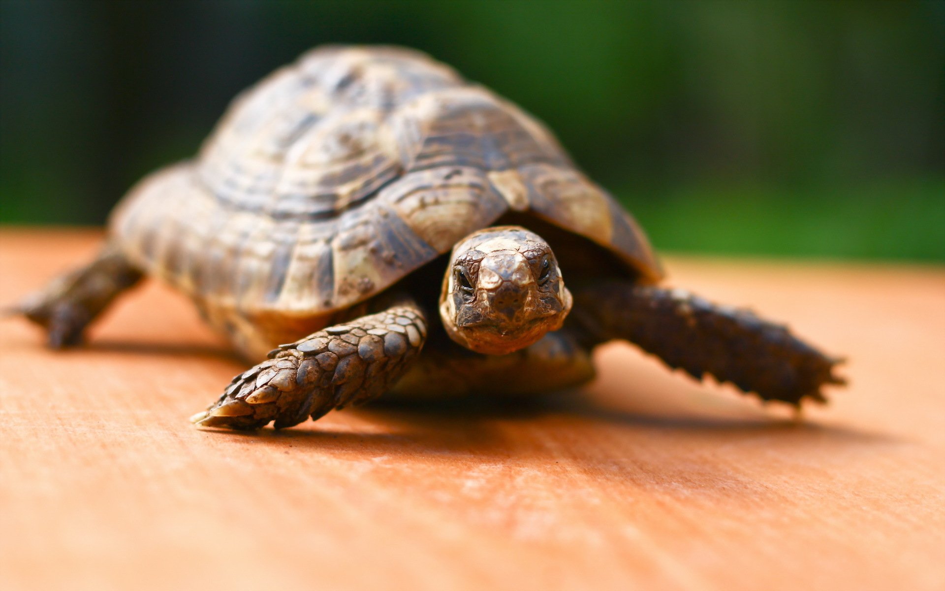 Download Animal Turtle HD Wallpaper