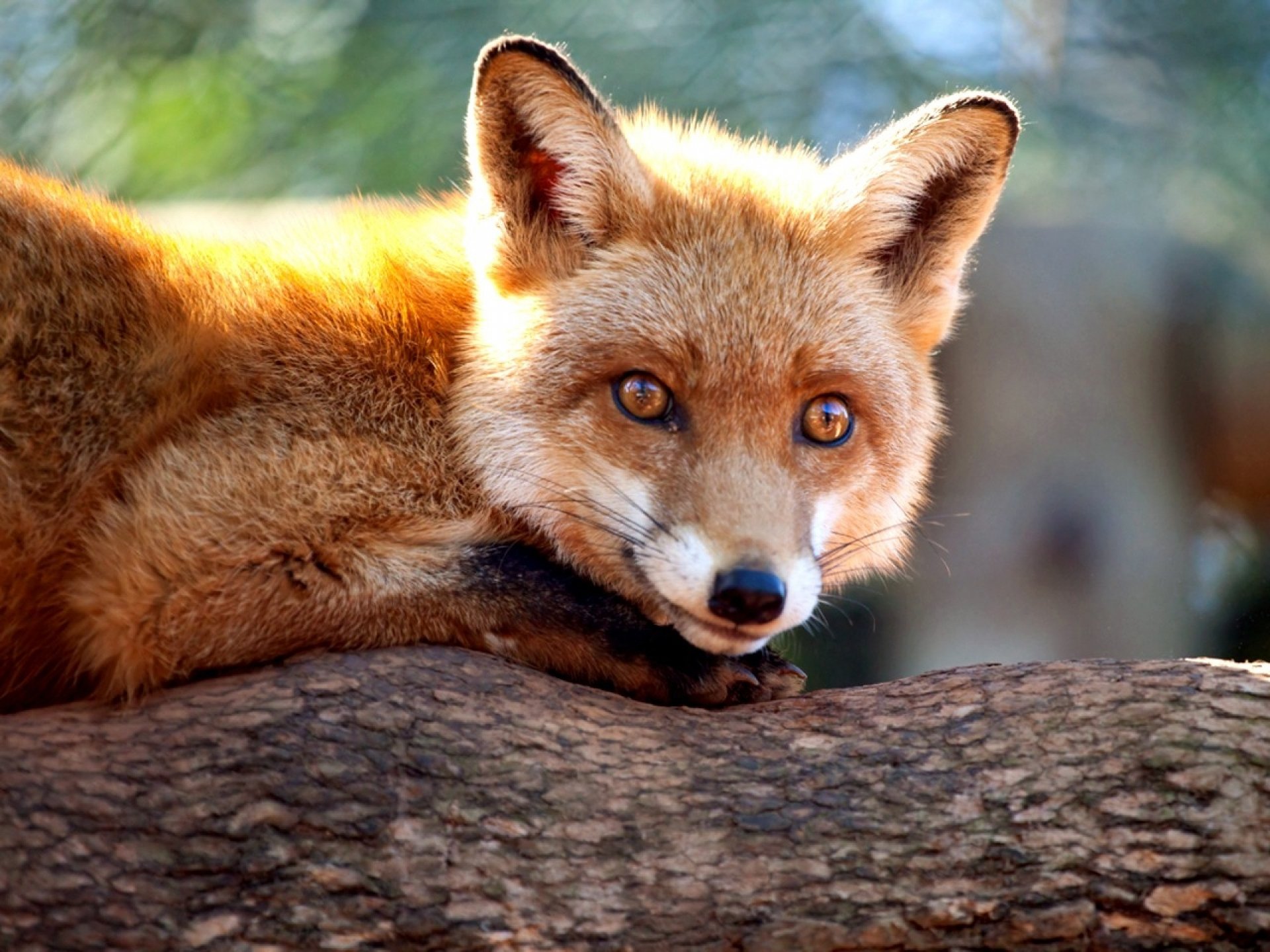 Download Animal Fox HD Wallpaper