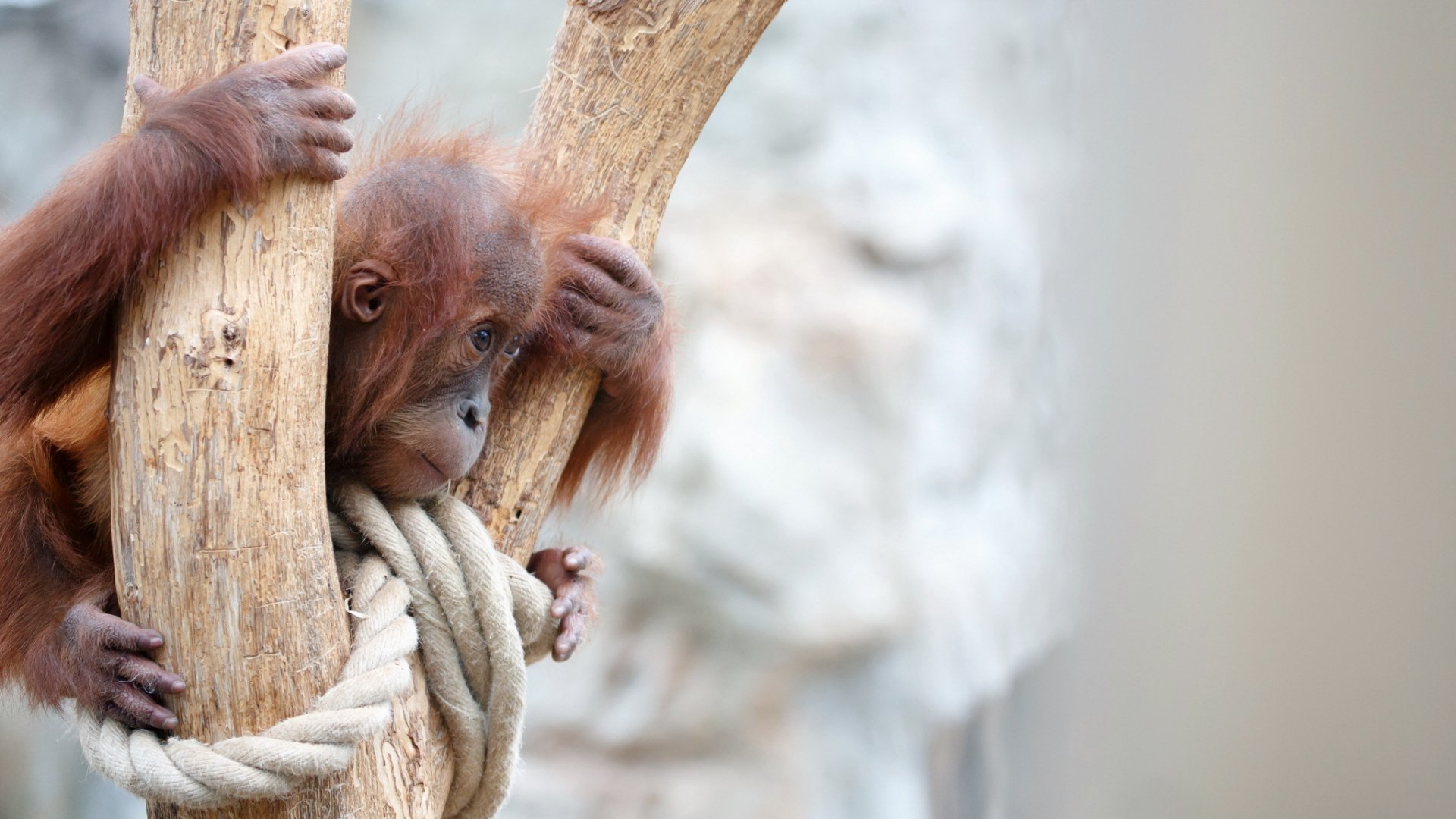 HD PC desktop wallpaper featuring a close-up of a young orangutan clinging to a tree branch with a soft, blurred natural background.