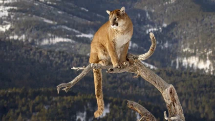 A majestic cougar perched on a branch, overlooking a stunning mountainous landscape, captured in high-definition. This image serves as a striking desktop wallpaper and background.