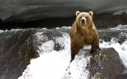 Animal eastern brown bear HD Desktop Wallpaper | Background Image