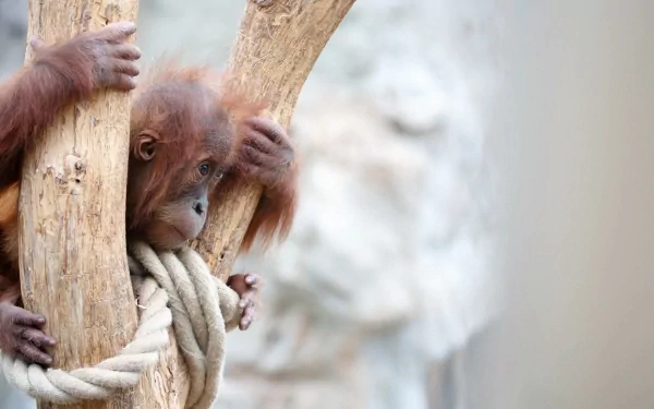 HD PC desktop wallpaper featuring a close-up of a young orangutan clinging to a tree branch with a soft, blurred natural background.