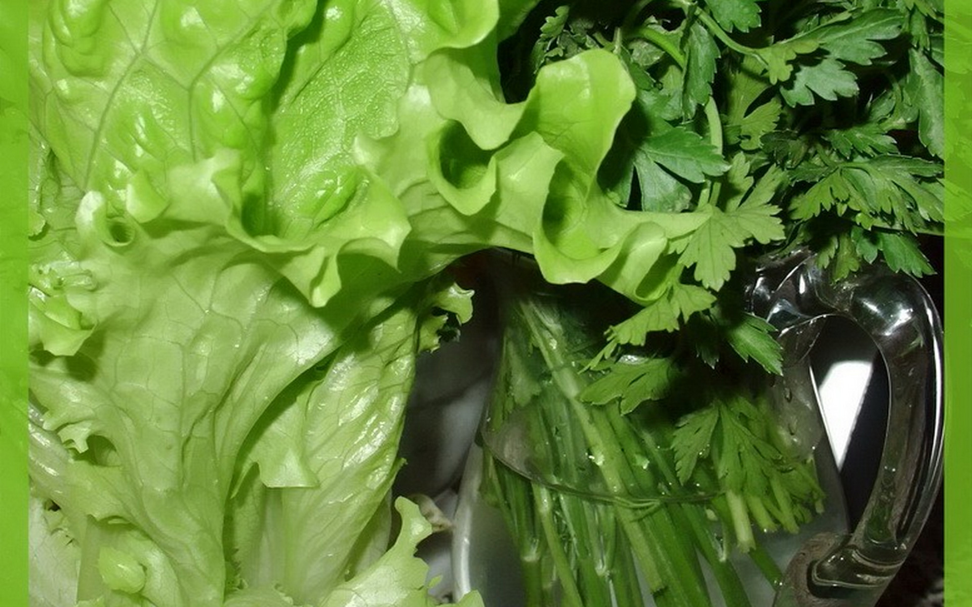 Download Lettuce Food Vegetable HD Wallpaper