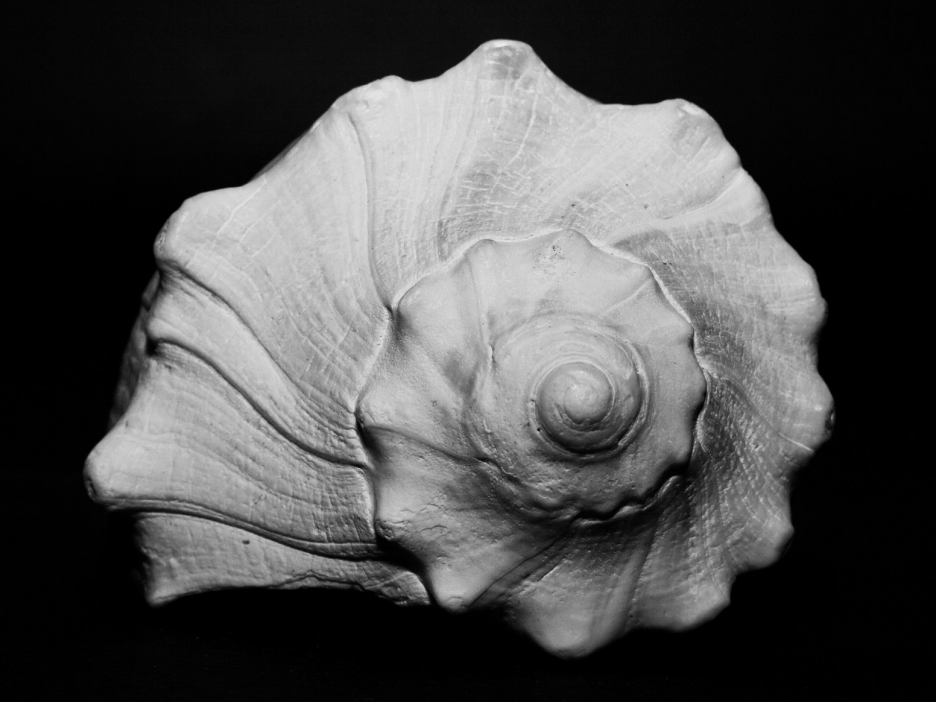 Nature Shell HD Wallpaper