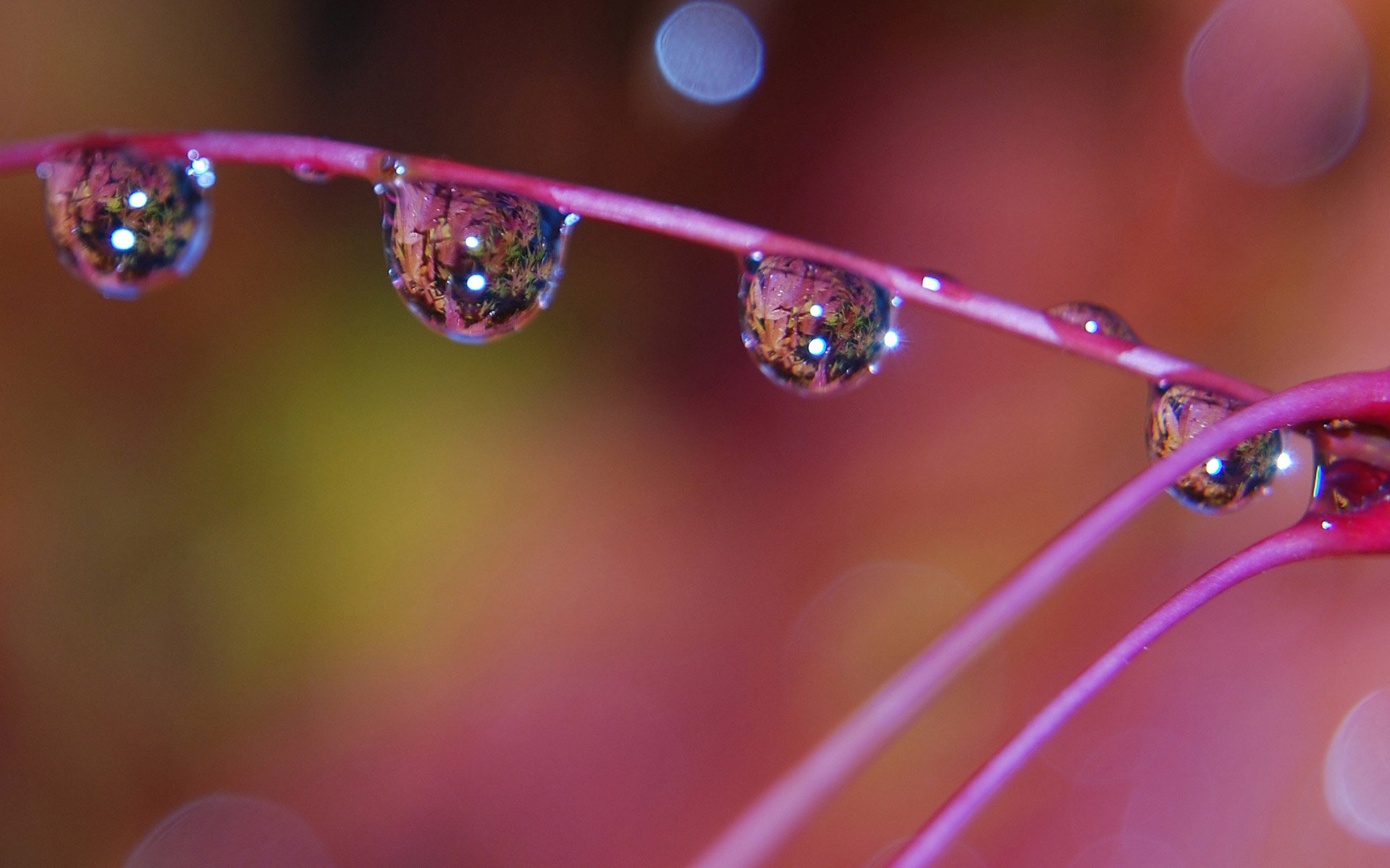 HD PC desktop wallpaper/background: nature close-up of water-drop beads along a pink stem, each droplet reflecting a soft, colorful bokeh.