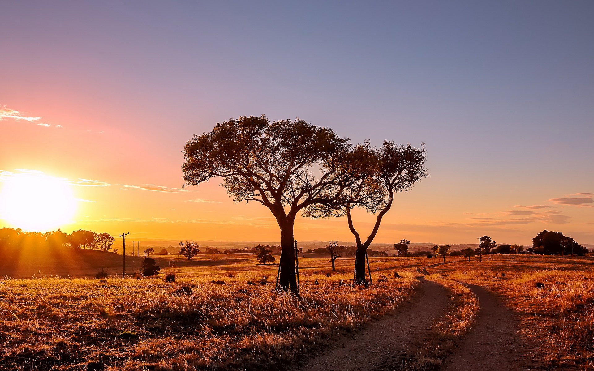 HD nature landscape wallpaper featuring a dirt path winding through a sunlit field with scattered trees at sunset, showcasing warm golden tones under a clear sky.