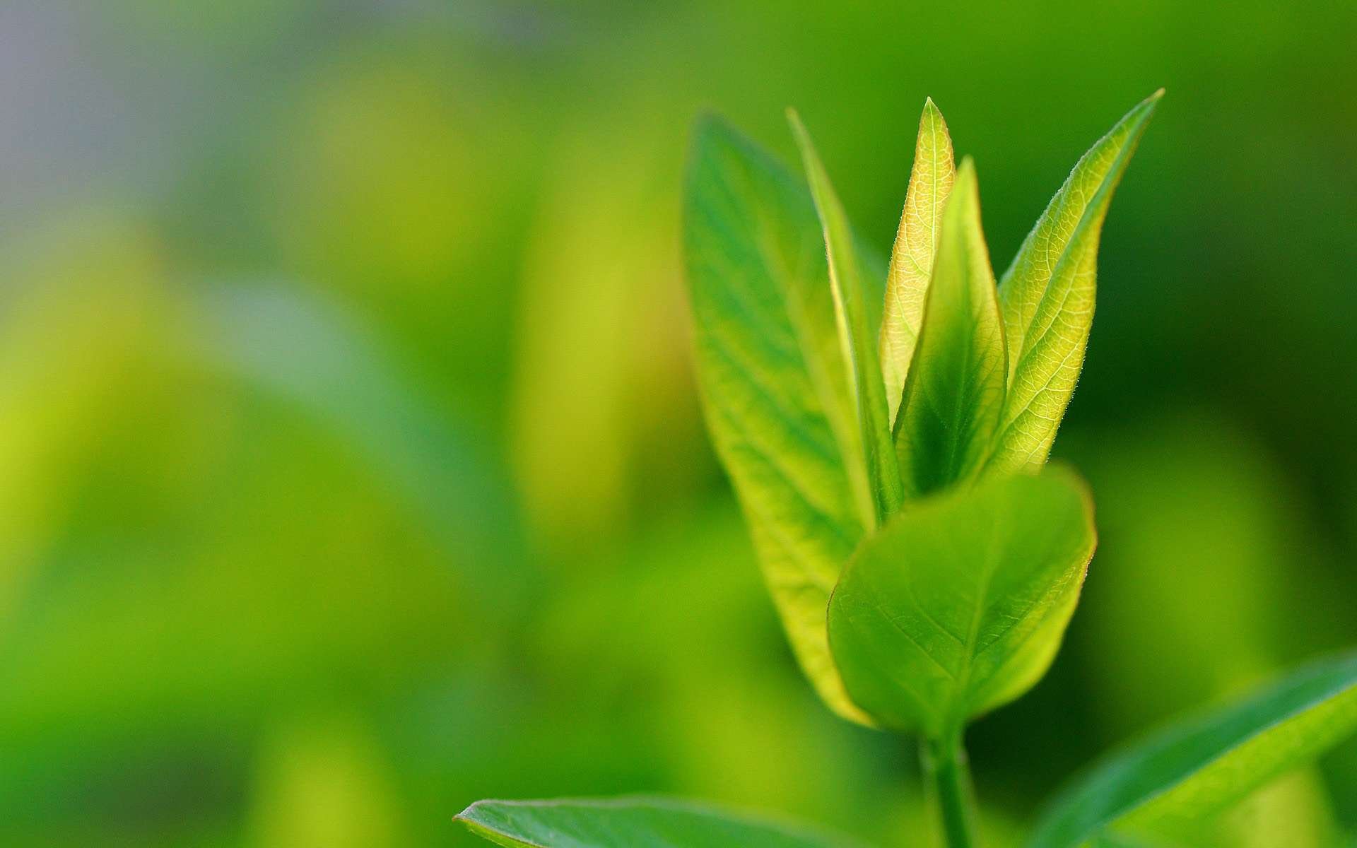 Download Nature Leaf HD Wallpaper