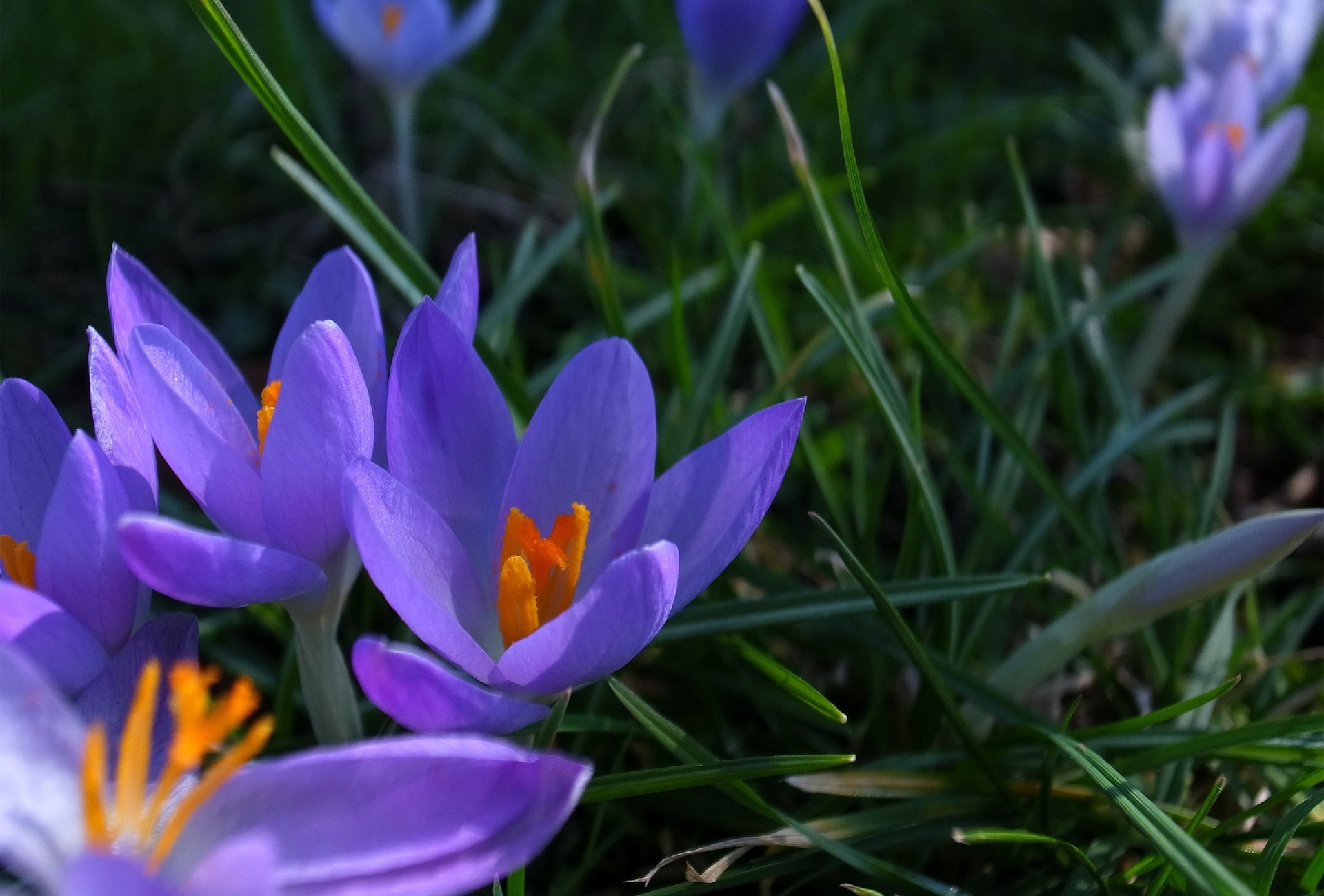 Close-up of vibrant purple crocus flowers blooming among green grass, captured in high definition for a refreshing nature-themed PC desktop wallpaper.