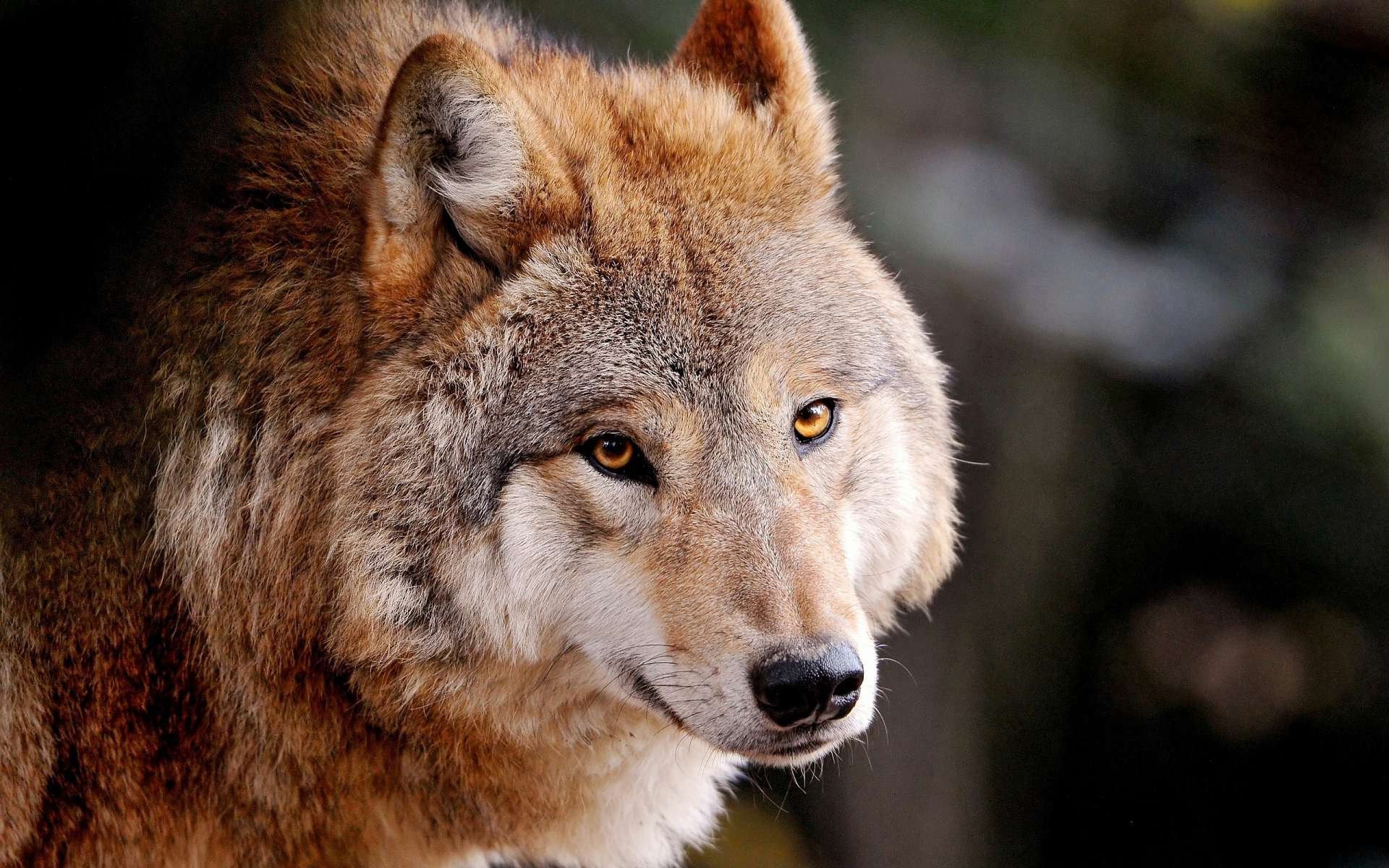 HD PC desktop wallpaper featuring a close-up of a wolf with intense amber eyes against a blurred natural background.