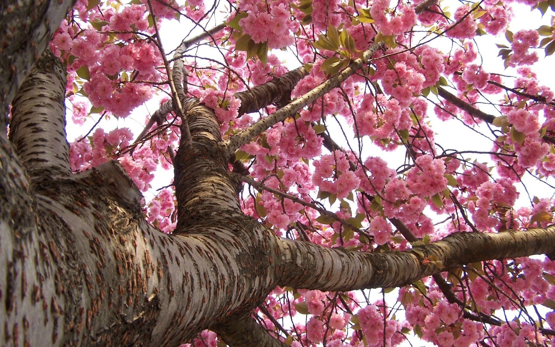 Download Nature Blossom  HD Wallpaper