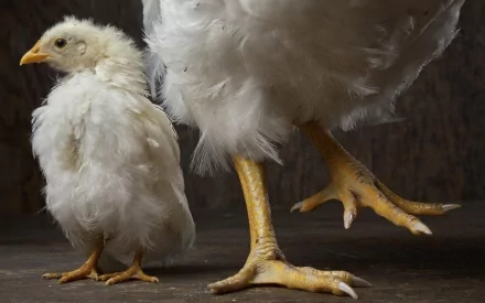 HD desktop wallpaper featuring a close-up of a fluffy white chick standing next to the legs of an adult chicken against a dark background.