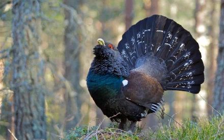 HD desktop wallpaper of a western capercaillie displaying its fan-shaped tail in a forest setting.