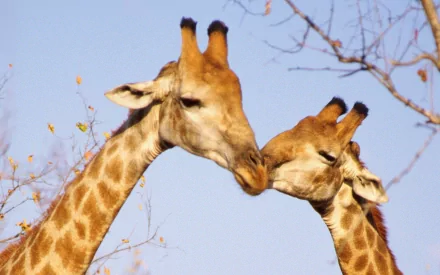Two giraffes gently touch their necks against a clear blue sky, showcasing their unique features in this stunning HD PC desktop wallpaper and background.
