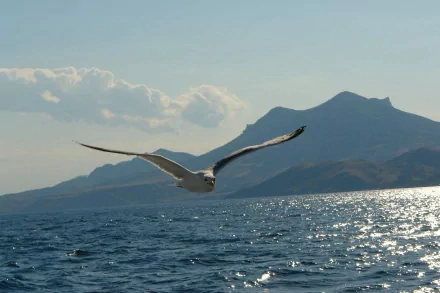 HD desktop wallpaper of a seagull (animal) gliding over a sunlit sea with distant mountains and a soft clouded sky.