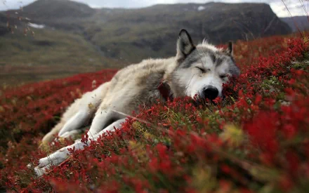 An Alaskan wolf rests peacefully on a bed of vibrant red foliage, with mountains in the background. This HD desktop wallpaper showcases the serene beauty of wildlife and nature.