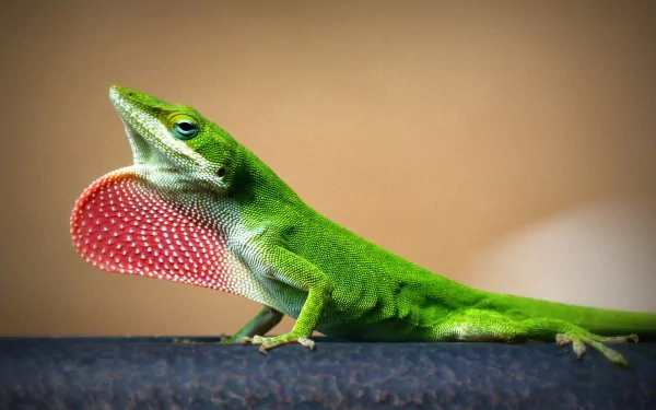 HD PC desktop wallpaper featuring a vibrant green lizard with an extended red dewlap against a blurred beige background.
