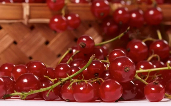 food currants HD Desktop Wallpaper | Background Image