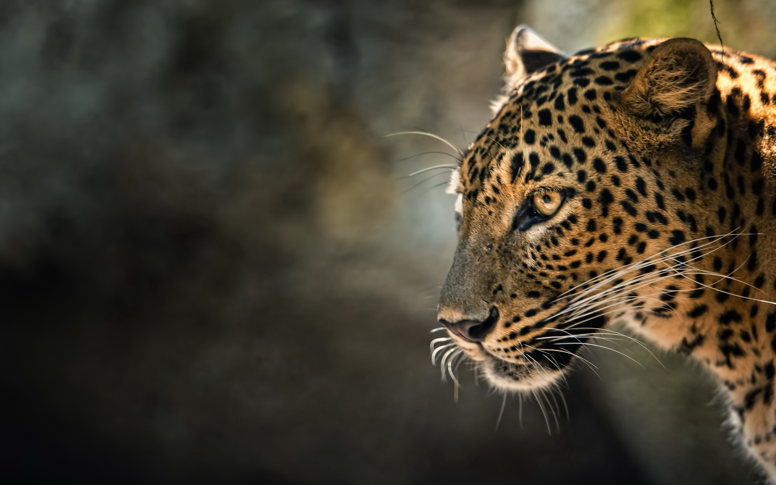 Animal Leopard HD Wallpaper