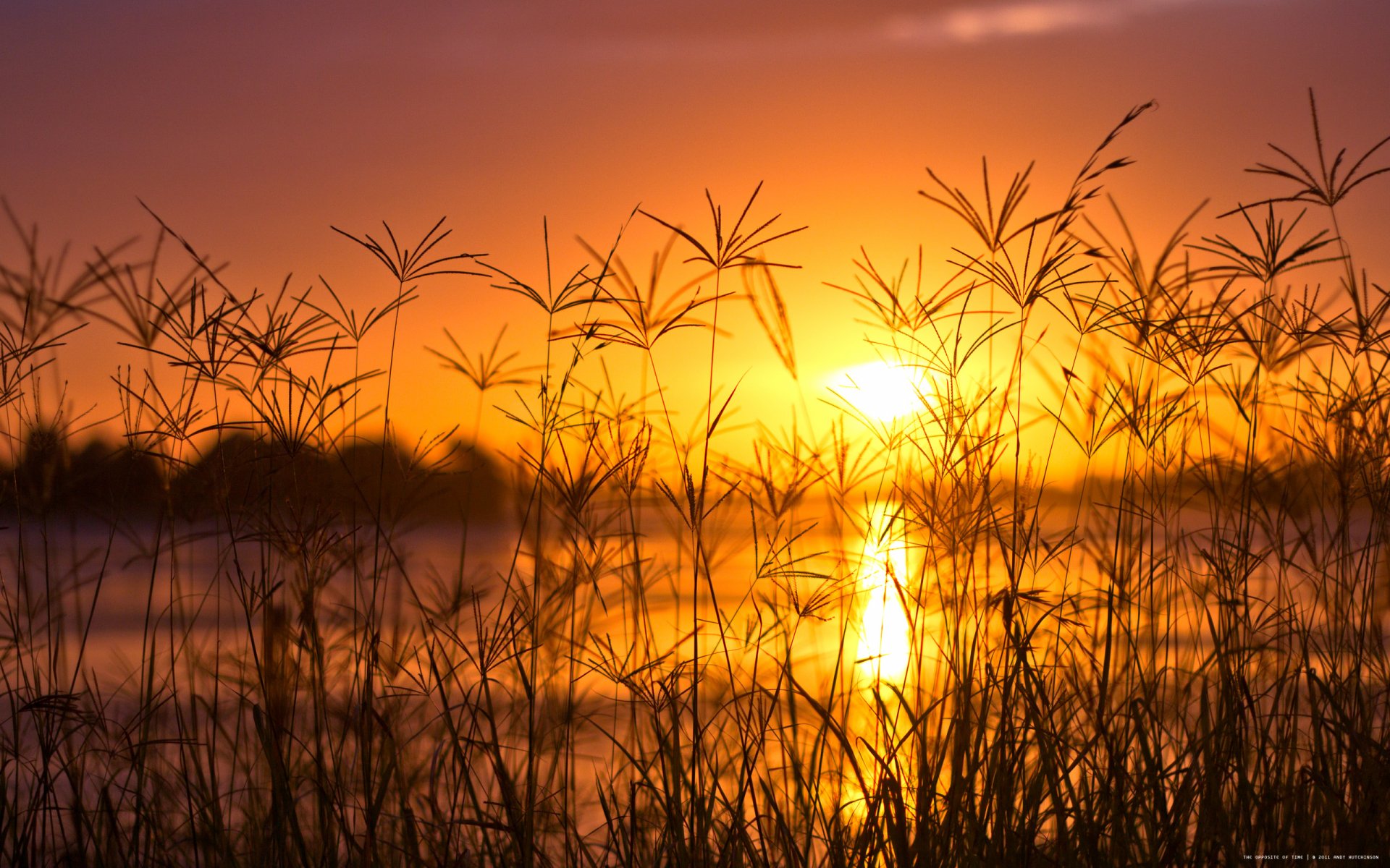 HD PC desktop wallpaper featuring a serene sunset over water, with silhouetted grasses in the foreground creating a peaceful nature scene.