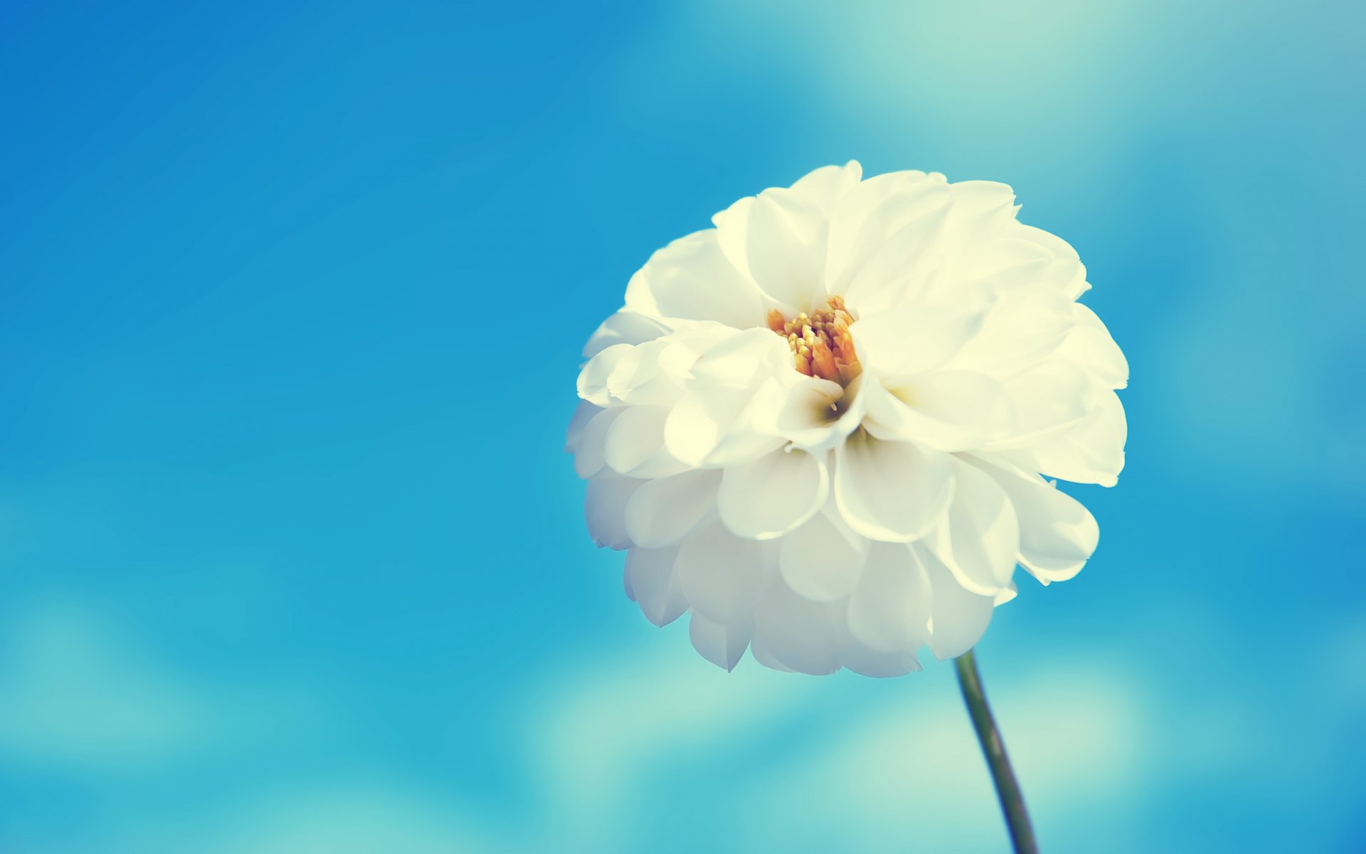 HD PC desktop wallpaper featuring a close-up of a white dahlia flower against a soft blue sky background in nature.