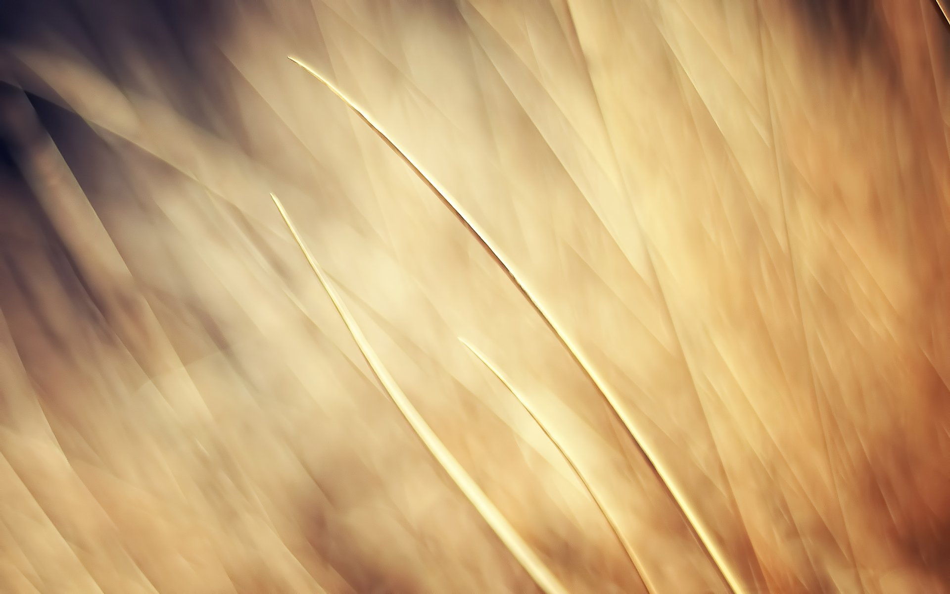 Download Nature Stalk HD Wallpaper