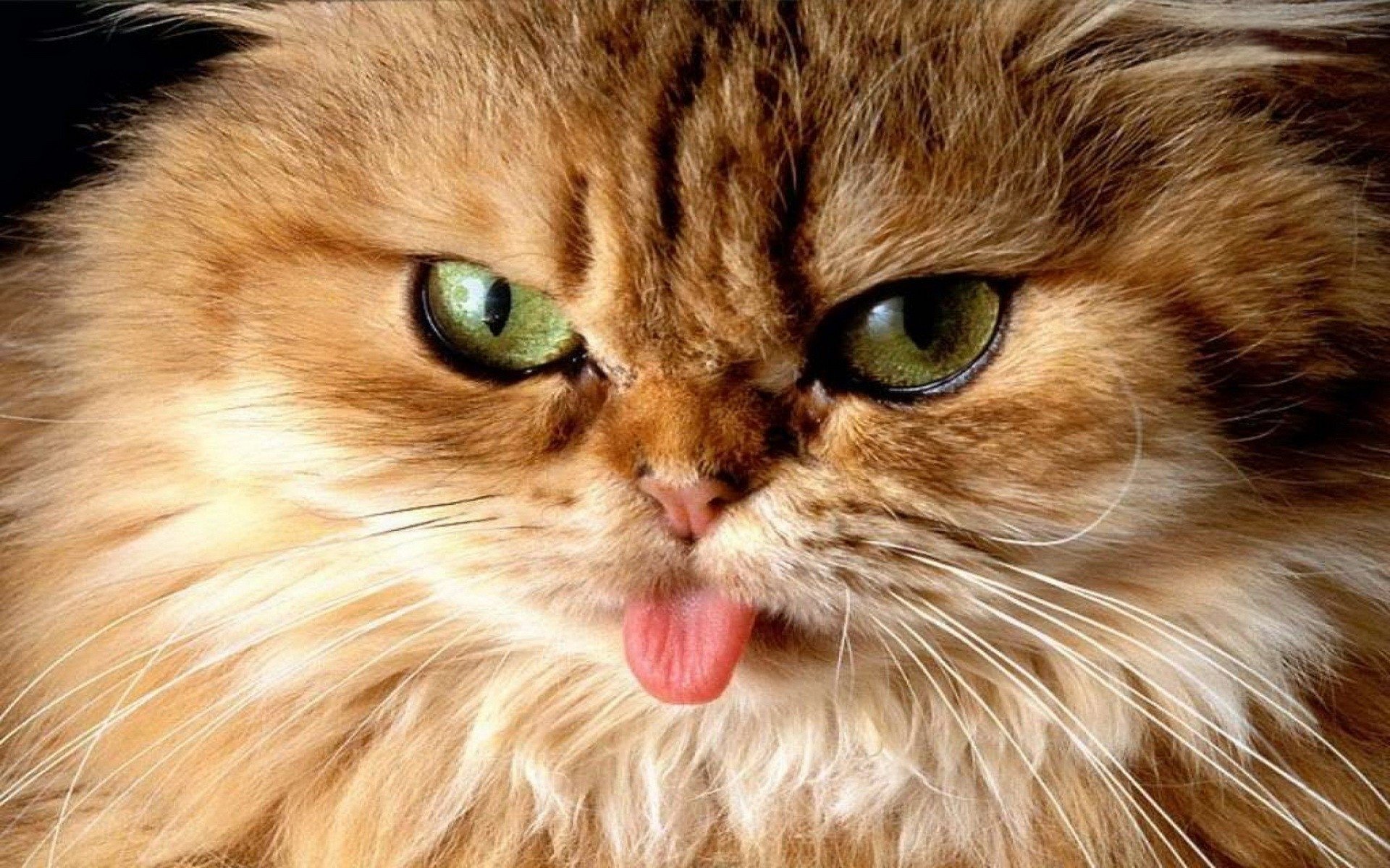 Playful Cat HD Wallpaper 1920x1200 Wallpaper Abyss