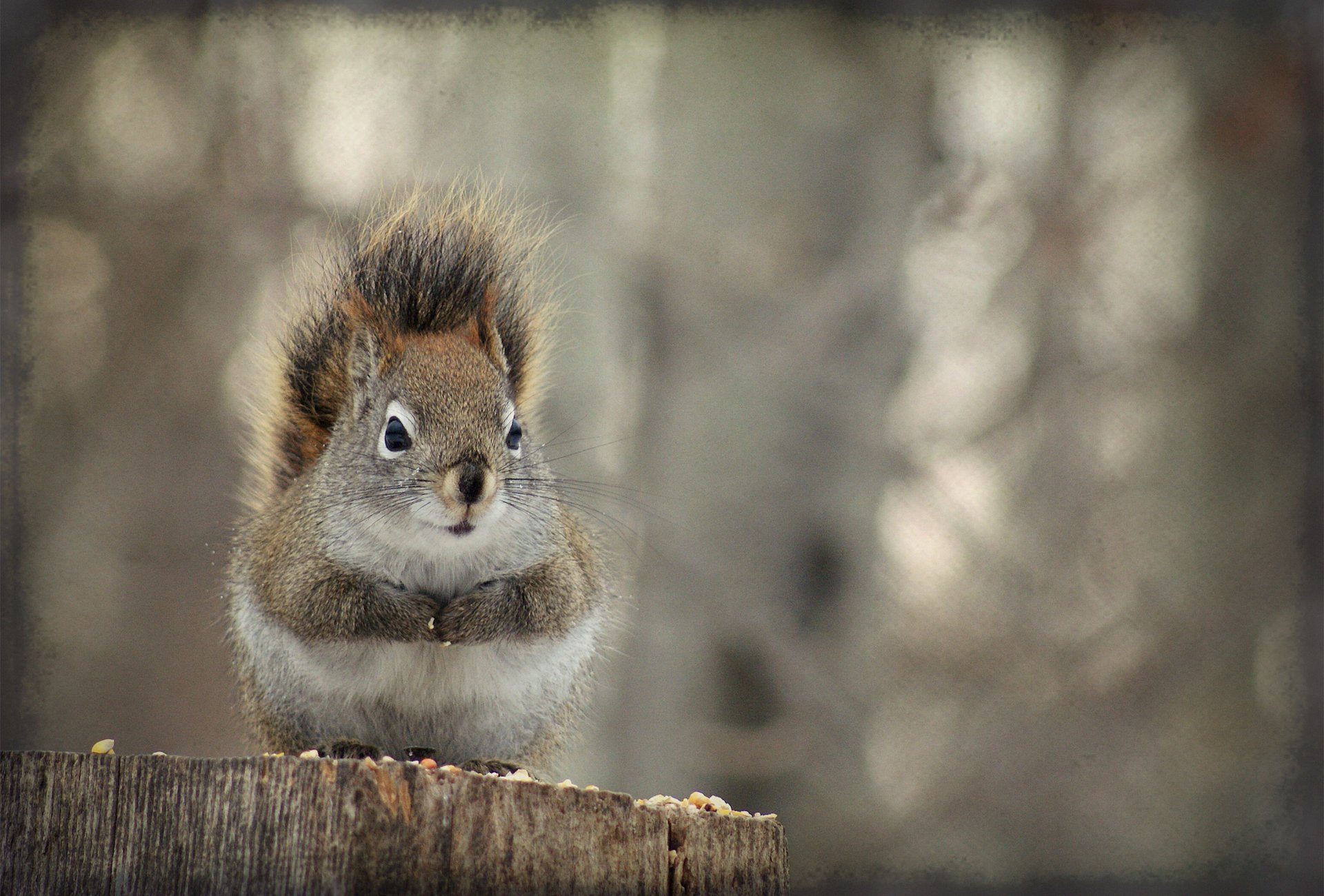 Download Animal Squirrel HD Wallpaper