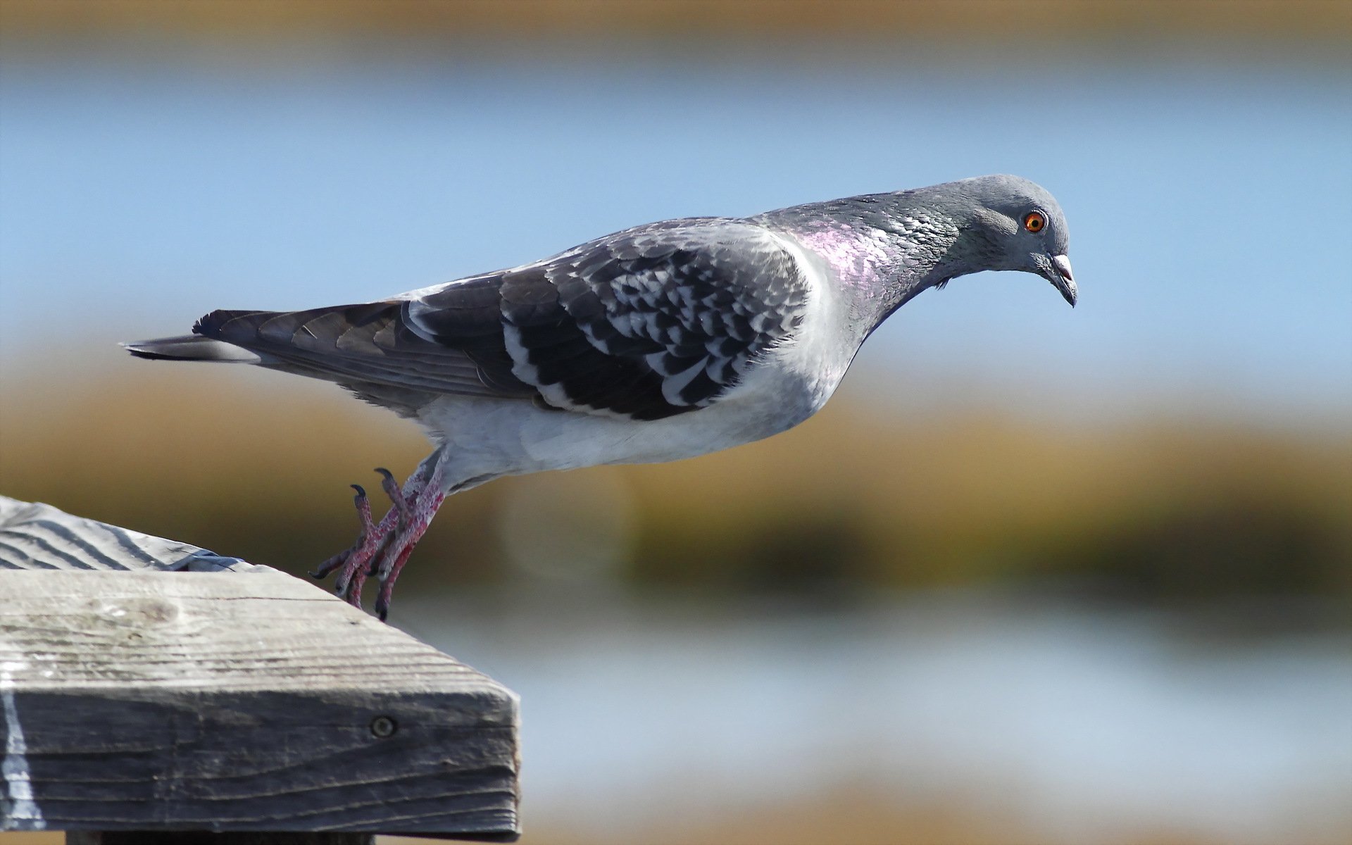 HD PC desktop wallpaper showing a pigeon (animal) poised on a wooden railing above blurred water, crisp detail and a soft, out-of-focus background.