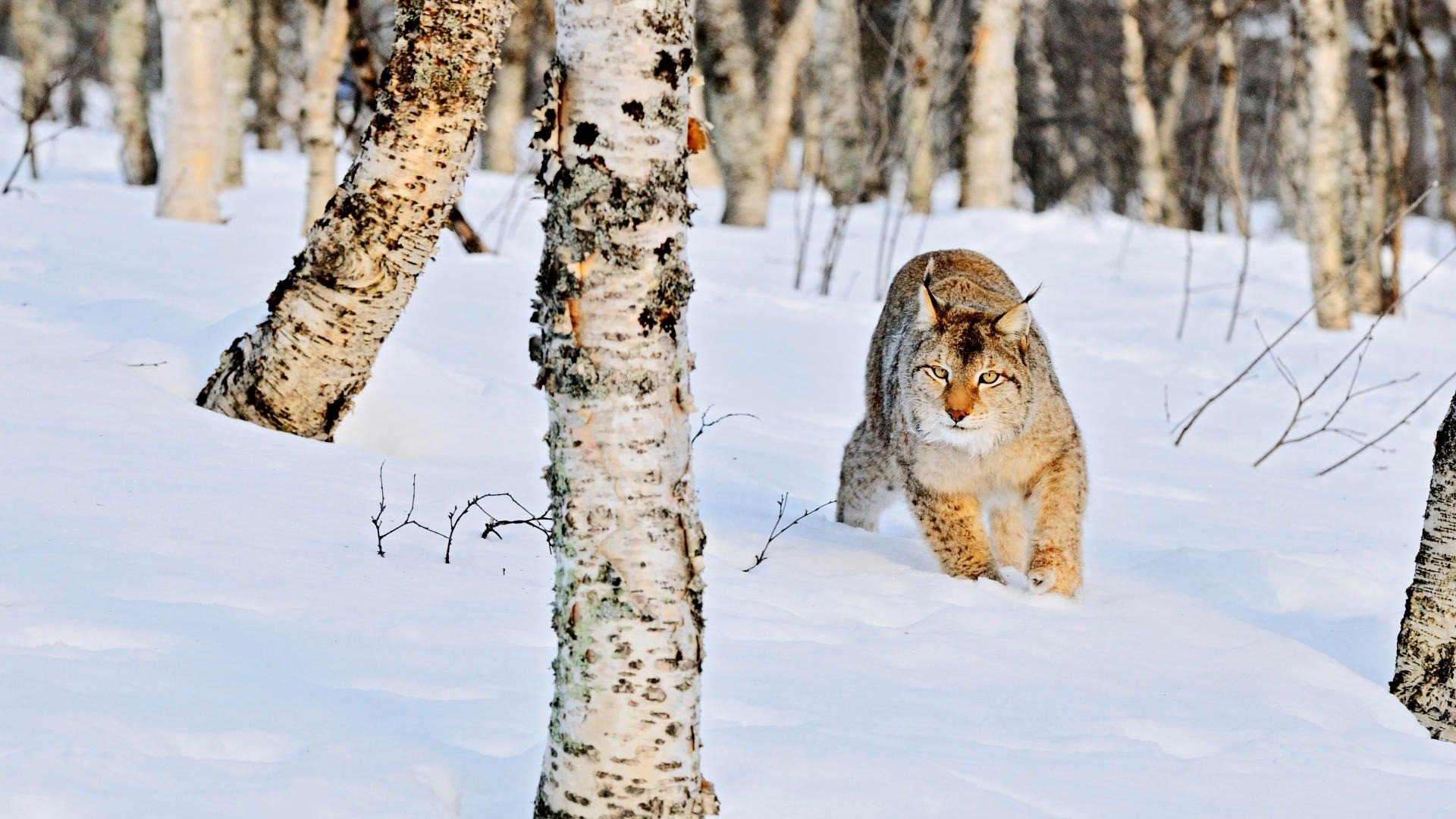 Download Animal Lynx HD Wallpaper