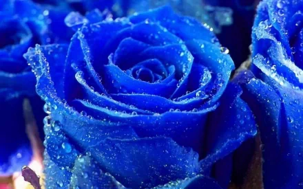 HD desktop wallpaper of vibrant blue roses covered in dewdrops, showcasing the beauty of nature.