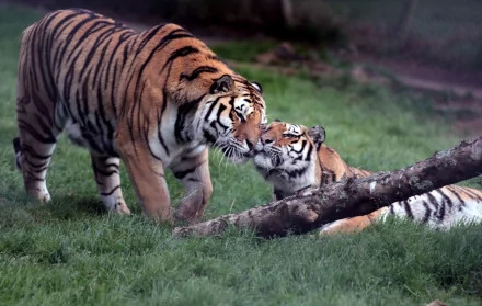 HD PC desktop wallpaper of two tigers nuzzling on grass beside a fallen log, animal scene.